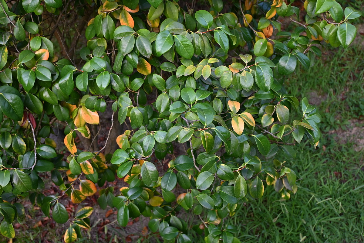 Image of Camellia japonica specimen.