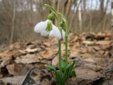 Galanthus plicatus