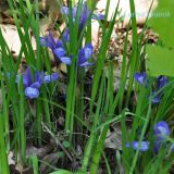 Iris uniflora. Цветущие растения на опушке дубового леса. Приморский край, Уссурийский р-н, окр. с. Монакино. 29.05.2011.