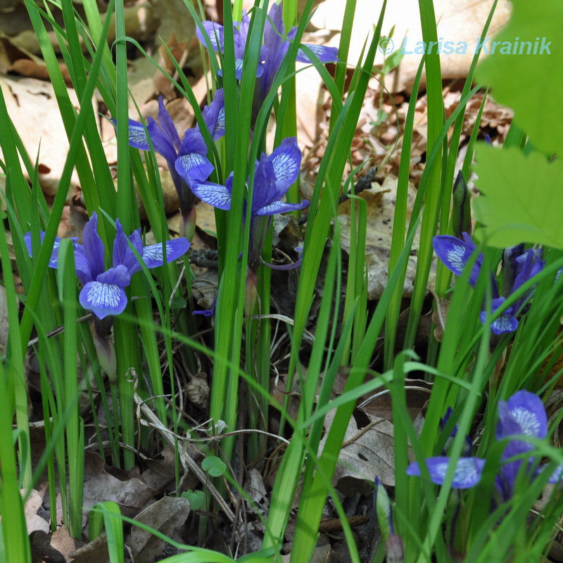 Image of Iris uniflora specimen.