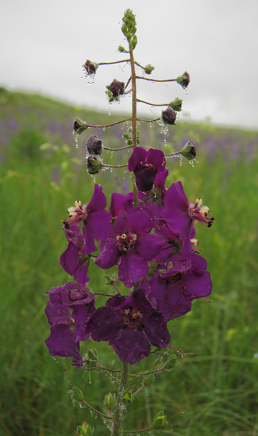 Image of Verbascum phoeniceum specimen.