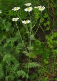 Pyrethrum poteriifolium