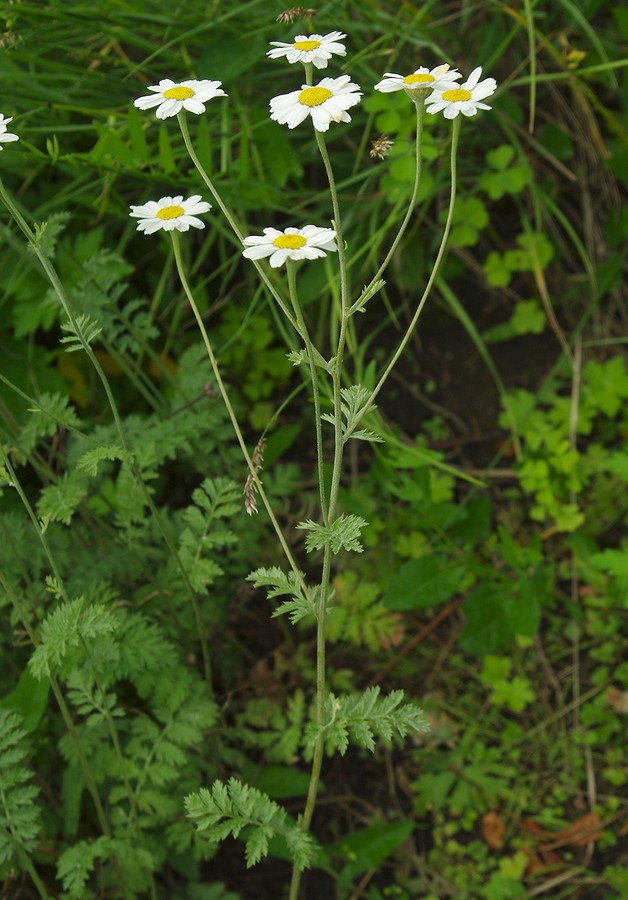 Image of Pyrethrum poteriifolium specimen.