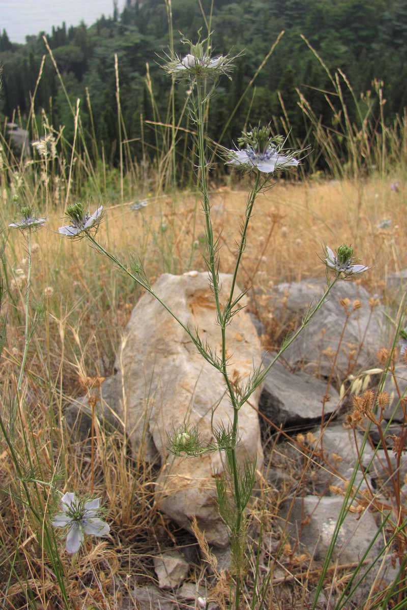 Изображение особи Nigella elata.