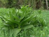 Veratrum lobelianum. Растения на лугу. Московская обл., Раменский р-н, окр. дер. Хрипань. 22.05.2005.