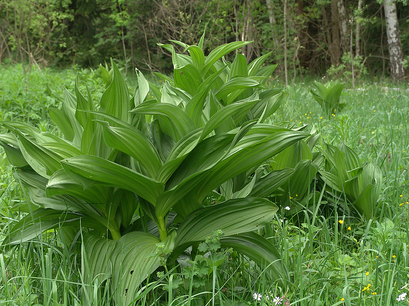 Изображение особи Veratrum lobelianum.