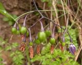 Solanum dulcamara