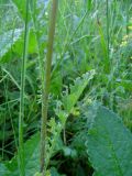 Senecio jacobaea