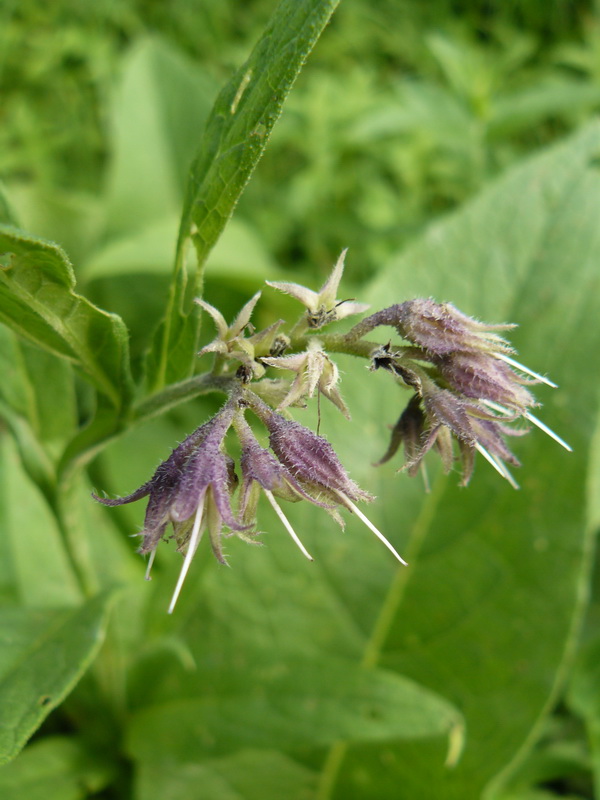 Image of Symphytum officinale specimen.