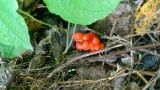 Arum maculatum