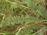 Achillea millefolium. Листья. Украина, Днепропетровская обл., Петриковский р-н, окр. с. Шульговка, сосновые лесонасаждения на песке. 21.08.2011.