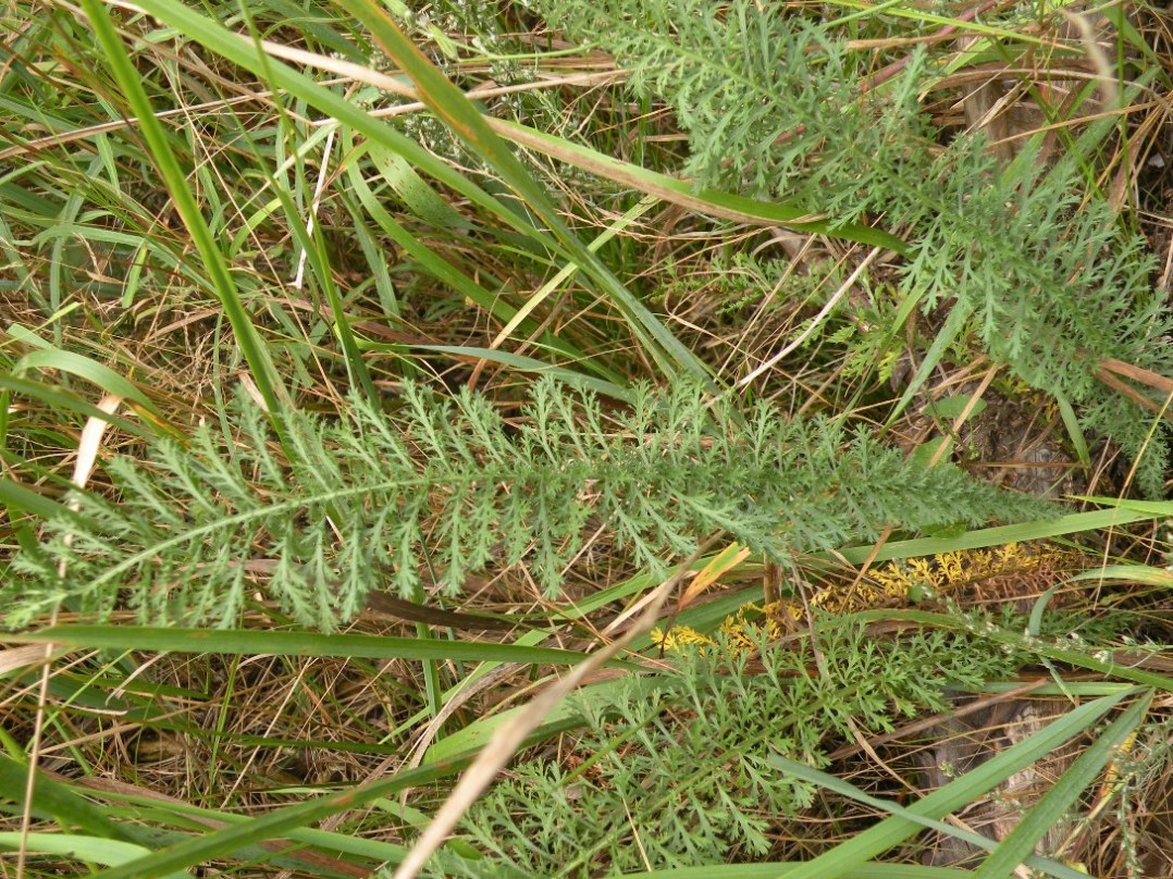 Image of Achillea millefolium specimen.