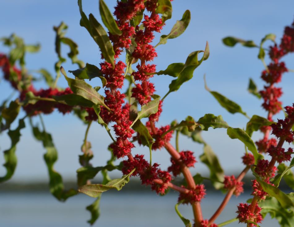 Изображение особи Rumex ucranicus.