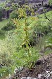 genus Ferula. Цветущее растение на горном склоне. Таджикистан, Гиссарский хр., ущелье Сингисафат, 1450 м н.у.м. 29.04.2011.