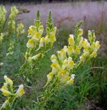 Linaria vulgaris. Верхушки стеблей с соцветиями. Московская обл., Раменский р-н, Хрипань, мокрый луг. 13.07.2003.
