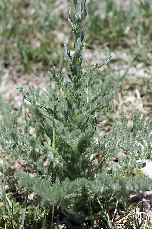 Изображение особи Handelia trichophylla.