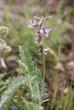 Oxytropis baldshuanica