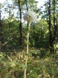 Echinops galaticus