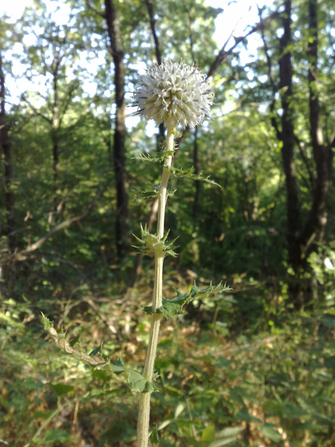 Изображение особи Echinops galaticus.