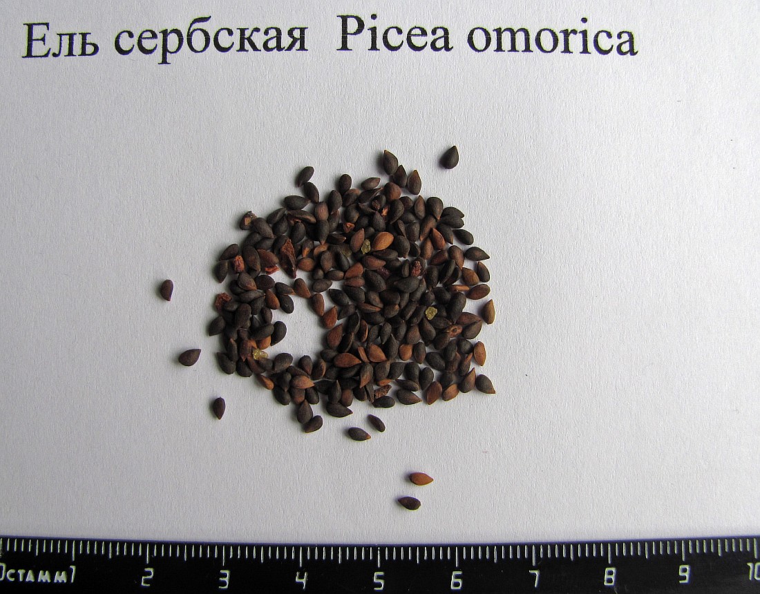 Изображение особи Picea omorika.