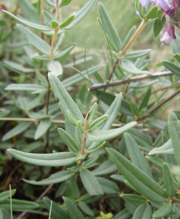 Image of Dracocephalum integrifolium specimen.