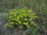 genus Euphorbia