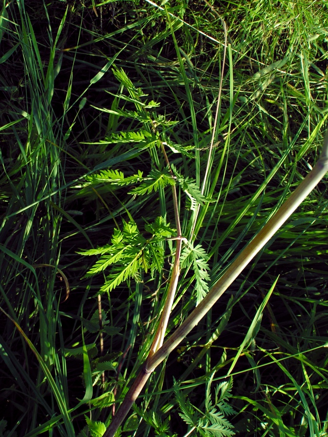 Image of Conioselinum tataricum specimen.