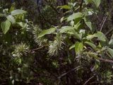 Salix caprea