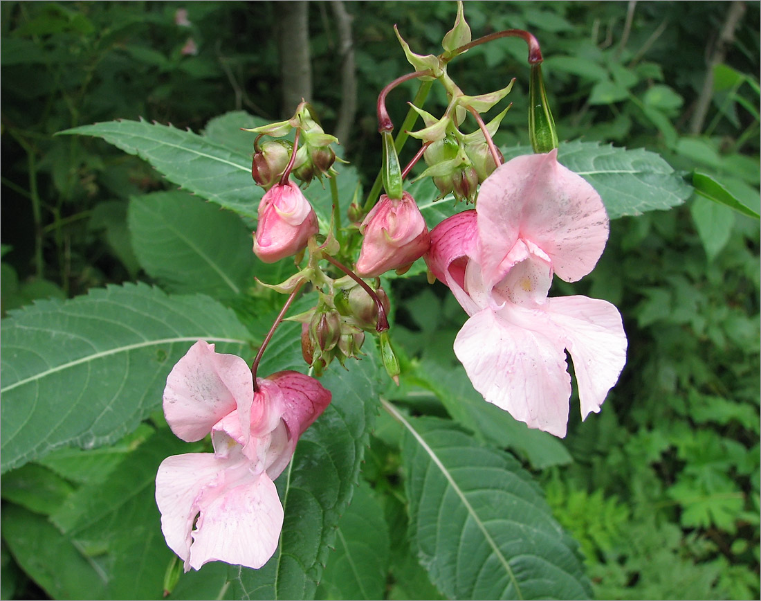 Image of Impatiens glandulifera specimen.