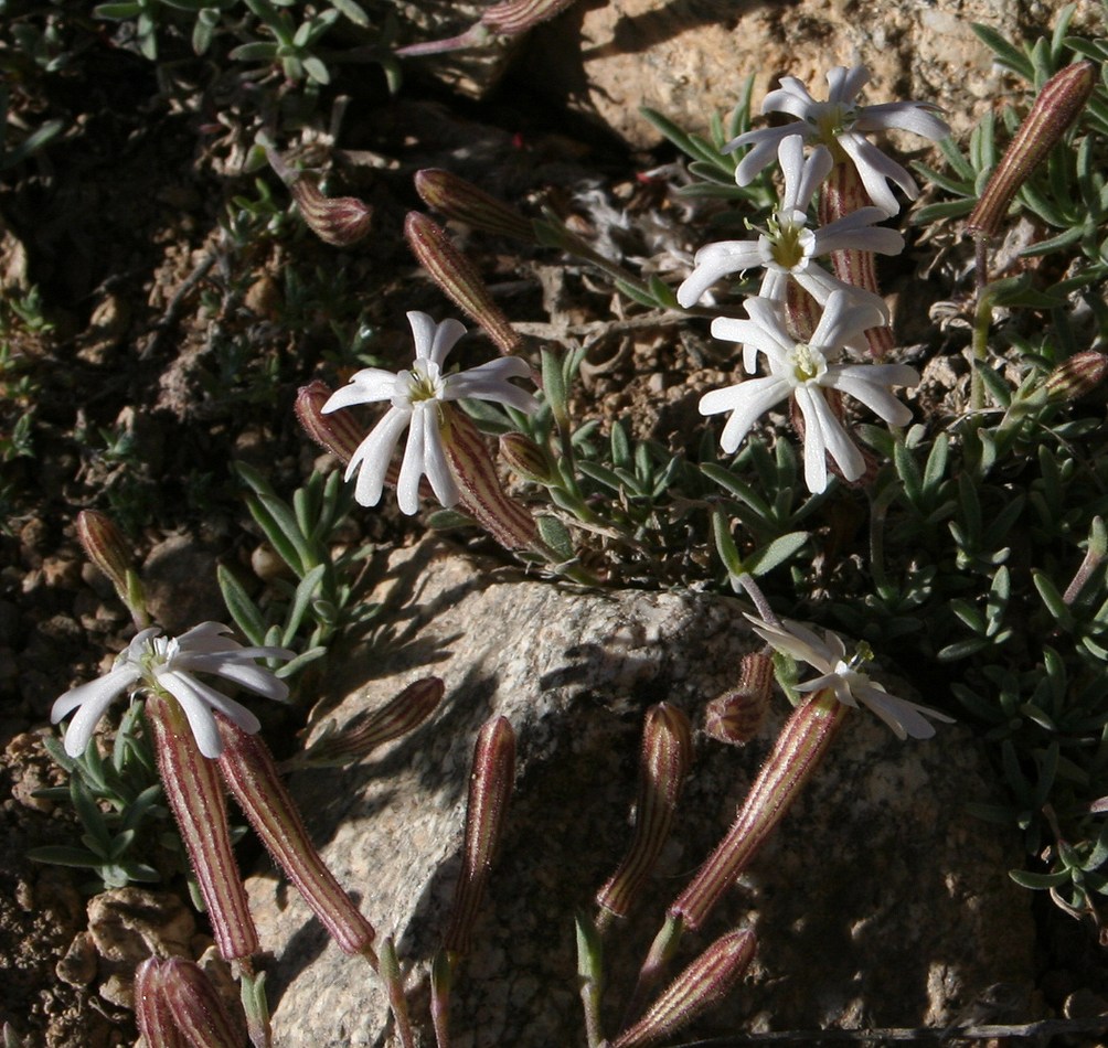 Изображение особи Silene microphylla.