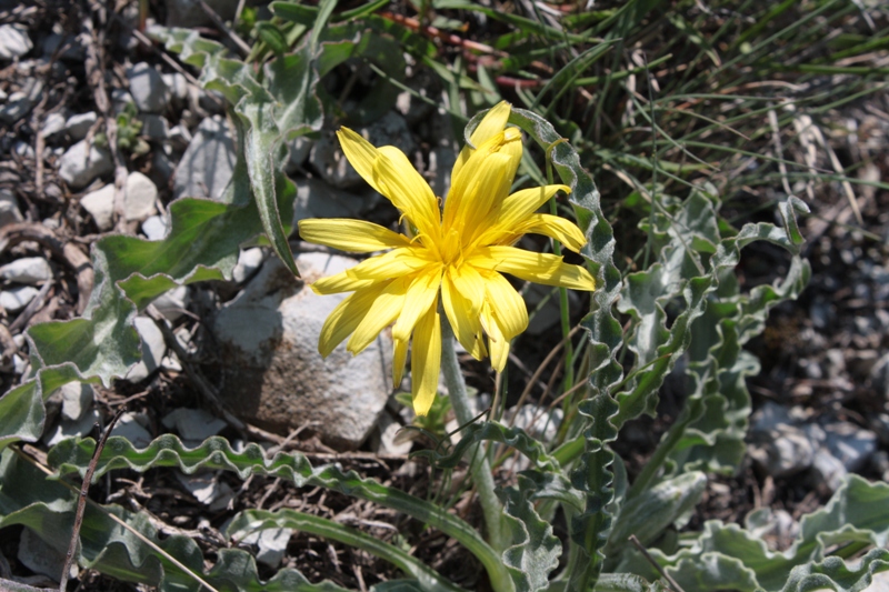 Image of Scorzonera turkeviczii specimen.