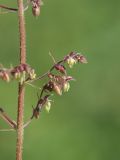 Humulopsis scandens