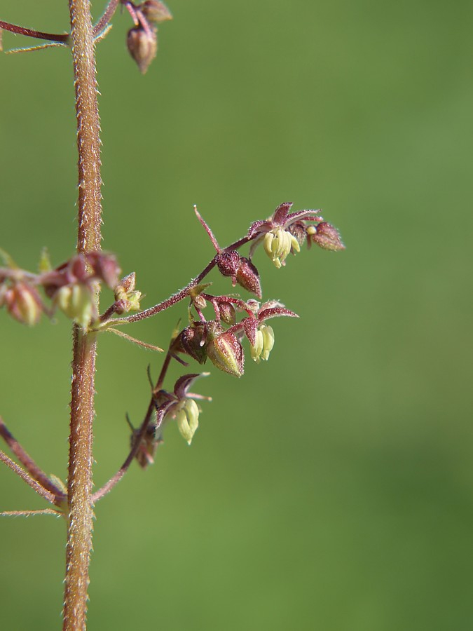 Изображение особи Humulopsis scandens.