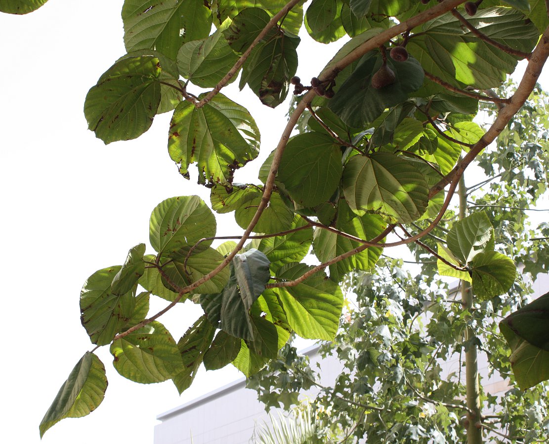 Изображение особи Ficus auriculata.