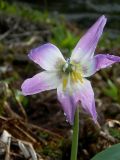 Erythronium sibiricum