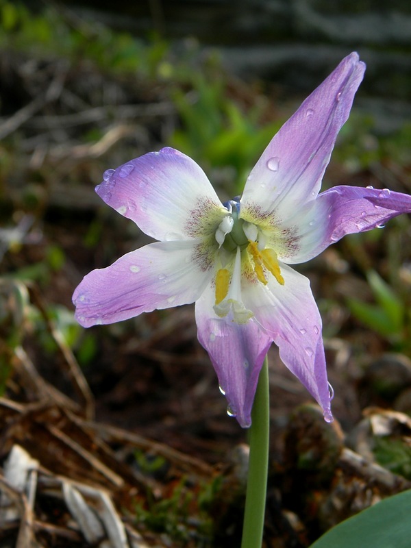 Image of Erythronium sibiricum specimen.