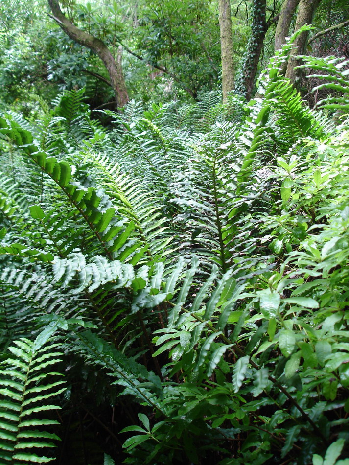 Image of Blechnum chilense specimen.