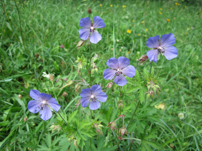 Image of Geranium pratense specimen.