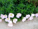 Oenothera speciosa