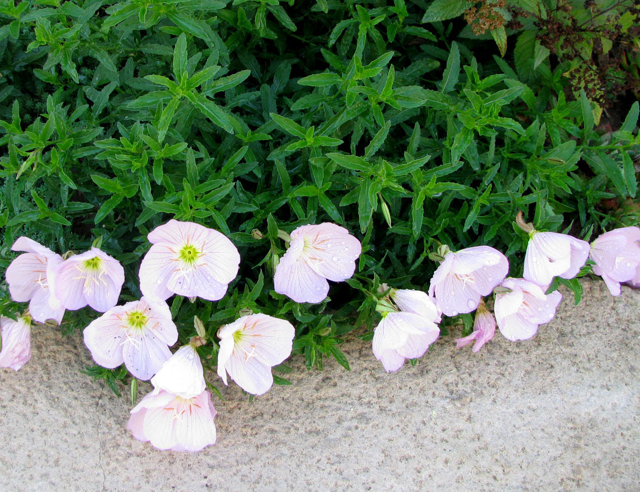 Изображение особи Oenothera speciosa.