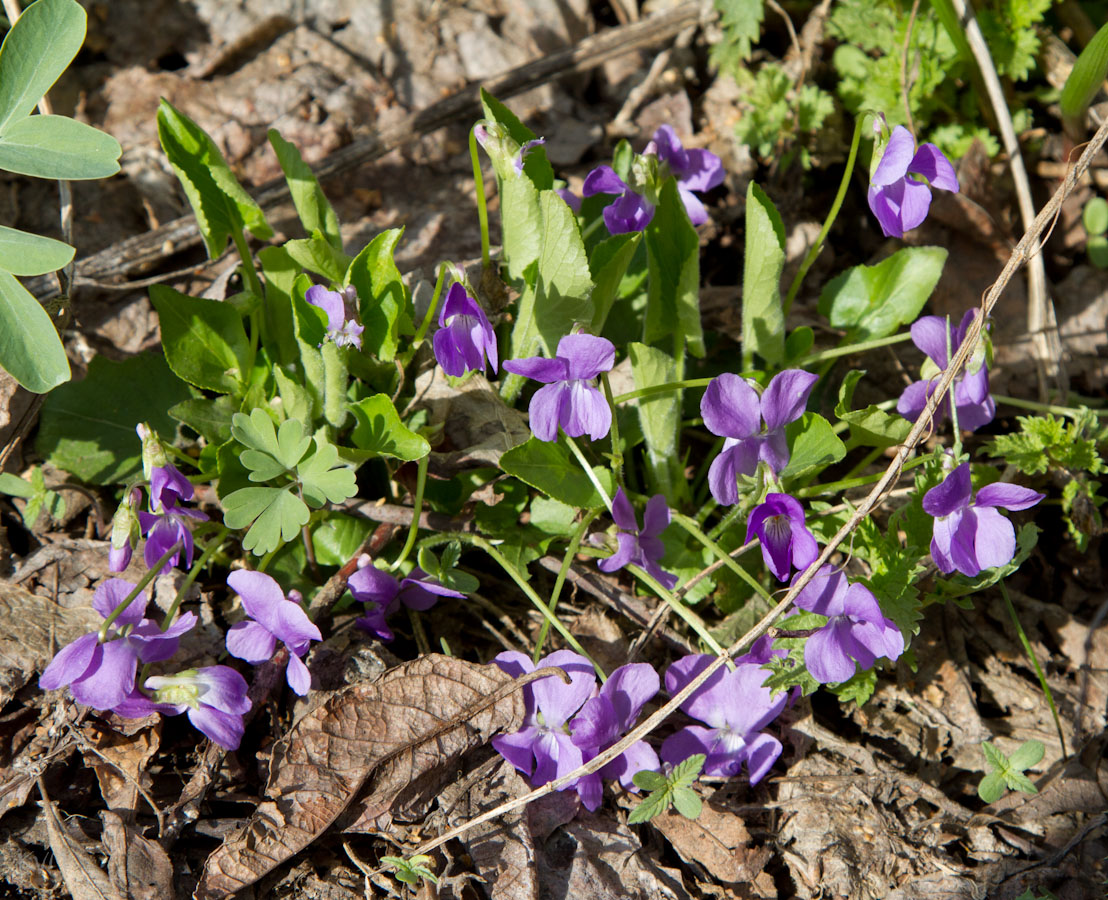 Image of Viola collina specimen.