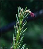 Pinus sylvestris