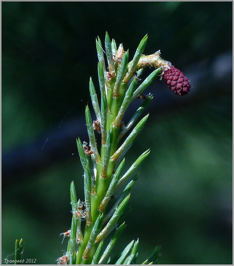 Image of Pinus sylvestris specimen.