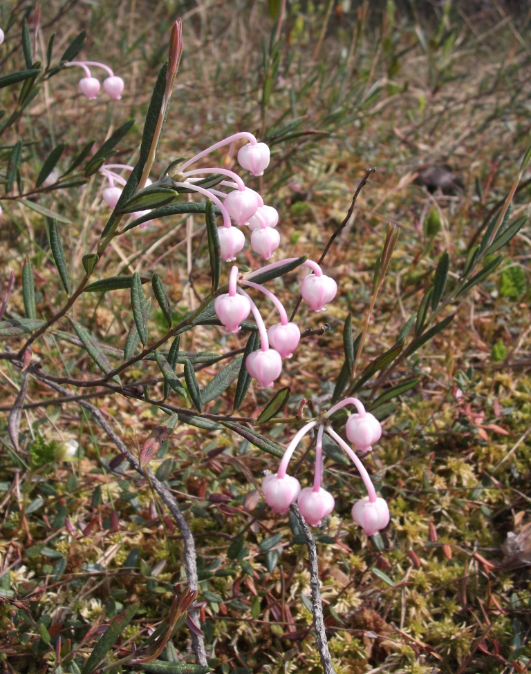 Изображение особи Andromeda polifolia.