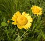 Anthemis tinctoria. Соцветие. Украина, Донецкая обл., Володарский р-н, з-к \"Каменные могилы\". 01.06.2012.