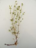 Galium palustre. Цветущее растение. Новосибирская обл., Карасукский р-н, окр. бывшего с. Баское, берег канала. 10.06.2012.