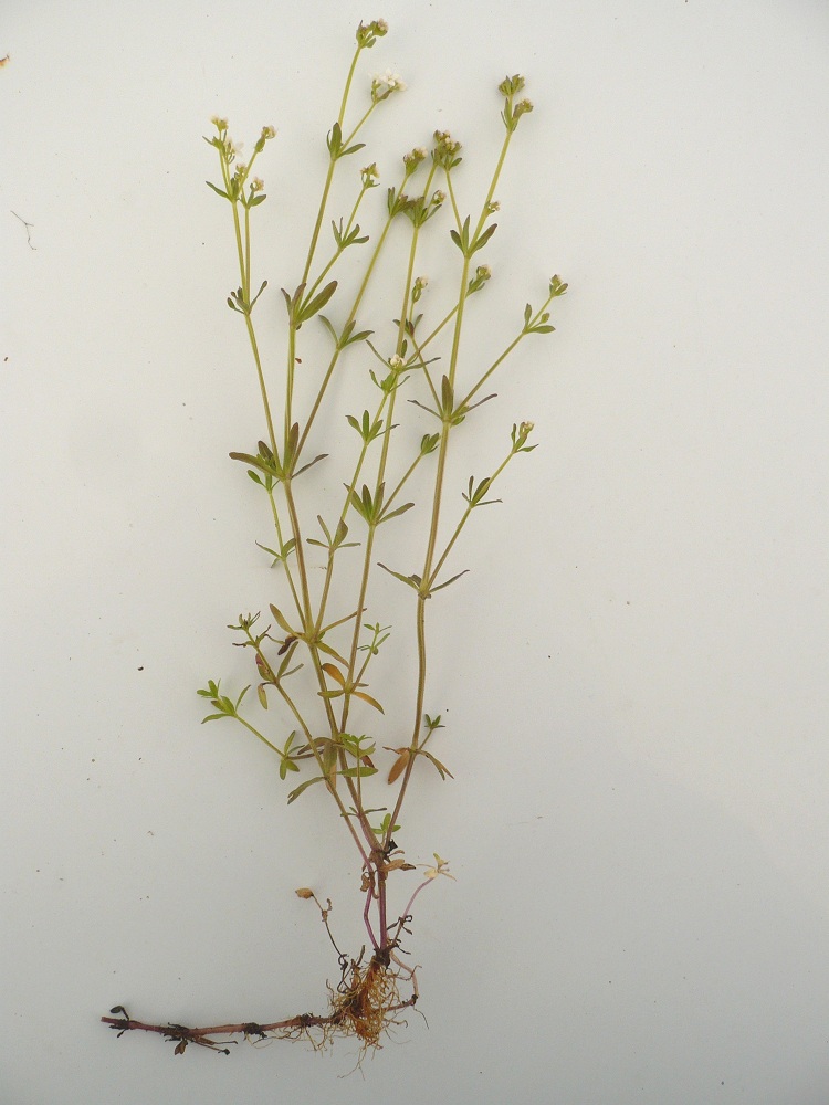 Image of Galium palustre specimen.