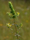 Image of taxon representative. Author is Ростислав Лежоев