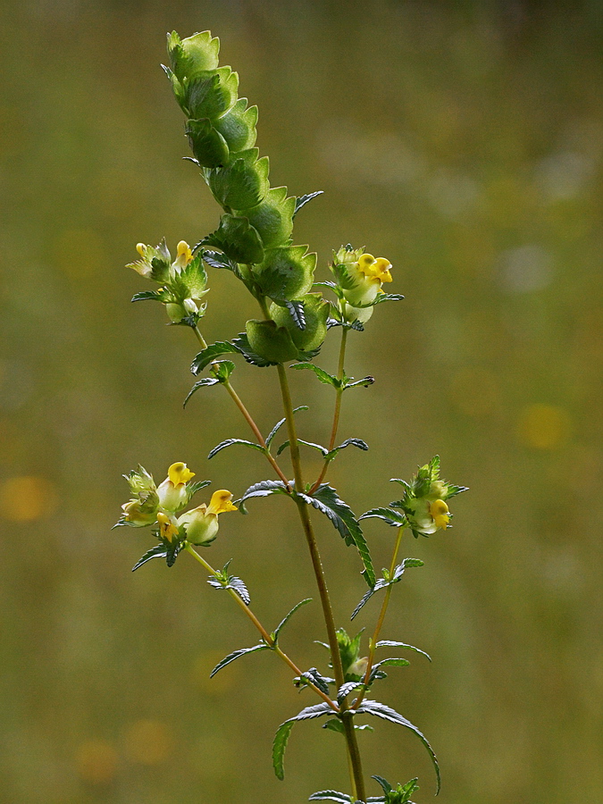 Image of genus Rhinanthus specimen.
