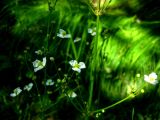 Alisma plantago-aquatica